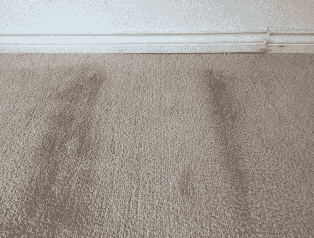 6 Best Ways To Deal With Carpet Mold After Water Damage