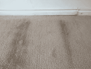 Read more about the article 6 Best Ways To Deal With Carpet Mold After Water Damage