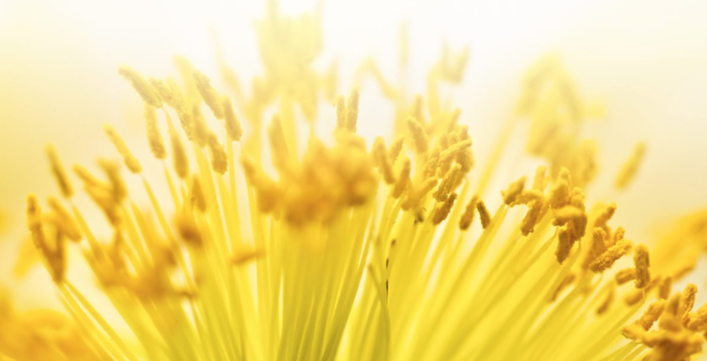 8 Tips for Surviving the Worst of the Spring Pollen Season.
