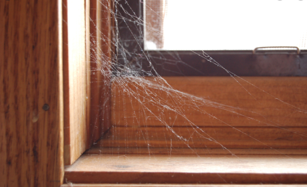 TOP COMMON HIDING SPOTS TO FIND COBWEBS AND HOW TO ELIMINATE THEM